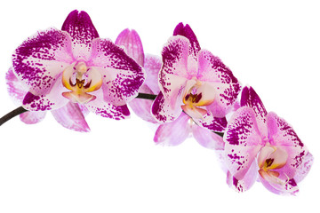 Beautiful Orchids