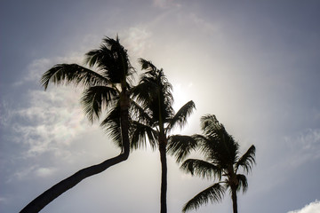 Fototapeta na wymiar Three palm trees