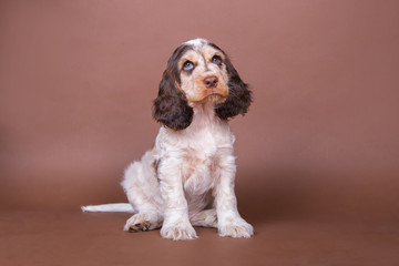 Cocker Spaniel Welpe