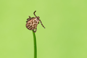 Auwaldzecke (Dermacentor reticulatus) wartet auf einem Grashalm auf ein Wirtstier