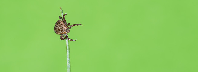 Auwaldzecke (Dermacentor reticulatus) wartet auf einem Grashalm auf ein Wirtstier