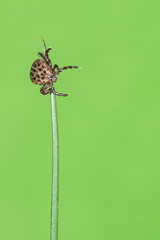 Auwaldzecke (Dermacentor reticulatus) wartet auf einem Grashalm auf ein Wirtstier