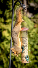Squirre hangs upside down on a birdfeeder