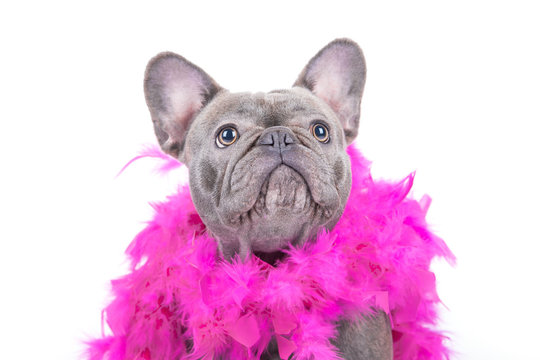 French Bulldog Lady