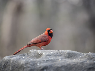 northern cardinal,Cardinalis cardinalis