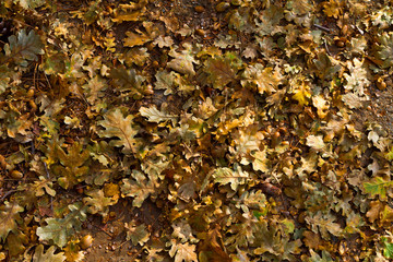 Oak leaves and acorns on the ground.