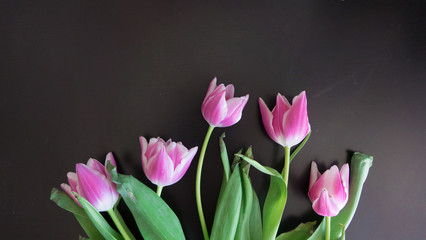 Obraz premium Pink tulips black background in spring