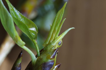 Green leaves in spring