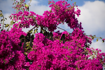 Flor Brasileira
Esta arvore é muito comum no brasil.