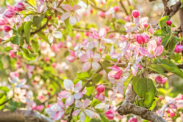 Blooming apple tree branch in the orchard, close-up