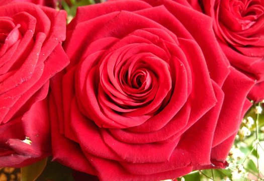 Rote Baccararosen