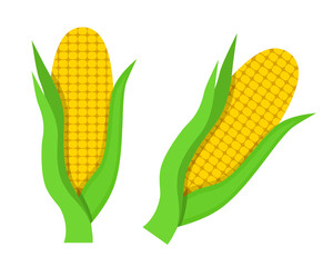 Flat icon corn with green leaves. Vector illustration.