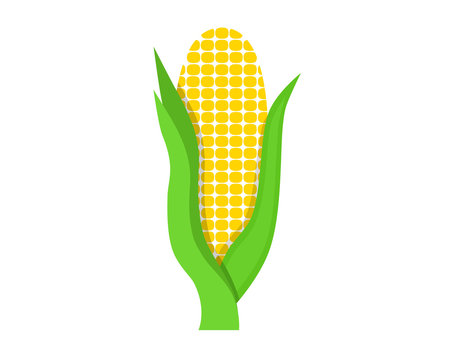 Flat icon corn with green leaves. Vector illustration.