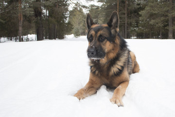 Dog german shepherd lies on snow in forest