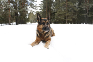 Dog german shepherd lies on snow in forest