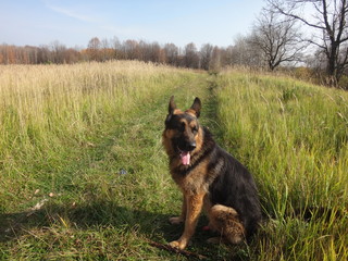 Собака немецкая овчарка в поле с желтой травой