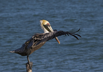 Brown Pelican (Pelecanus occidentalis)