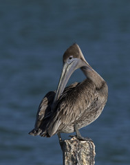 Brown Pelican (Pelecanus occidentalis)