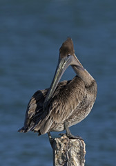 Brown Pelican (Pelecanus occidentalis)