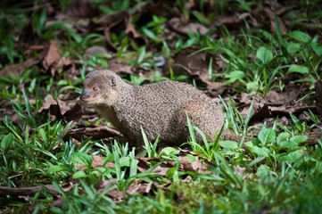 Small asian mongoose