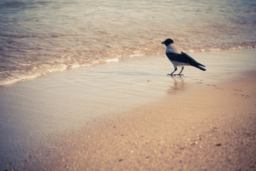 Bird walking on sandy beach