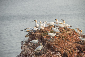 Behavior of wild migrating gannets at island Helgoland, Germany,