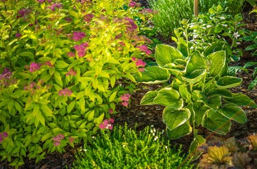 Garden Plants