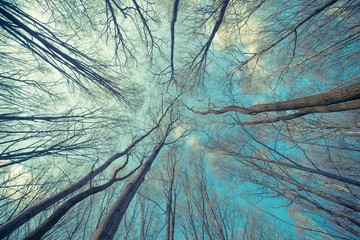 Bäume-Web-Hintergrund © Tomasz Zajda