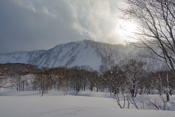 Niseko, Hokkaido, Japan Winter Snowy White Birch Tree Forest at Sunset or Sunrise 
