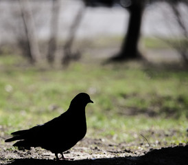 Silhouette of a dove near a tree