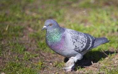 pigeon sitting on the grass