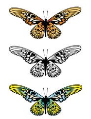 Obraz premium Butterfly long wing