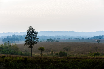 savanna Field in summer season.