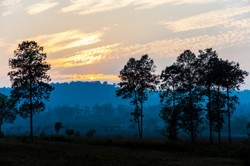 savanna Field in summer season.