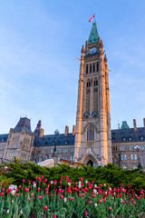 Fototapeta premium Tulips at Parliament building during Ottawa tulips festival