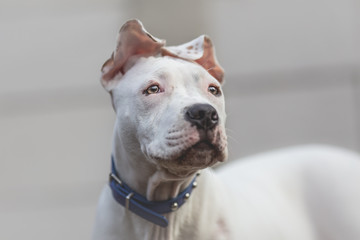 American Staffordshire Terrier Puppy portrait