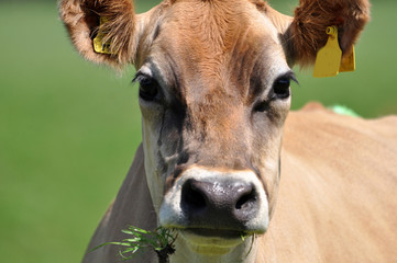 contented  jersey cow chews her cud - obrazy, fototapety, plakaty