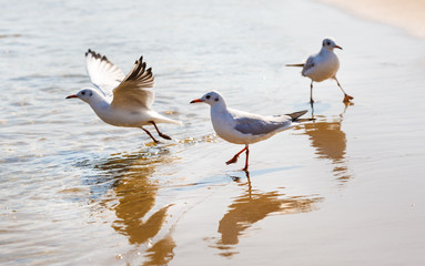 Three seagulls on the beach on a background of wet sand at the water's edge. Shallow depth of field. Selective focus.