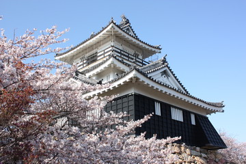 Fototapeta premium 桜と日本の城 浜松城 Cherry blossom and Japanese castle in Hamamatsu