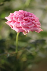 Obraz premium Pink damask rose