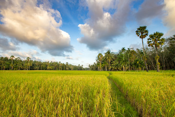 Fototapeta premium paddy rice in field, Thailand, Before sunset background