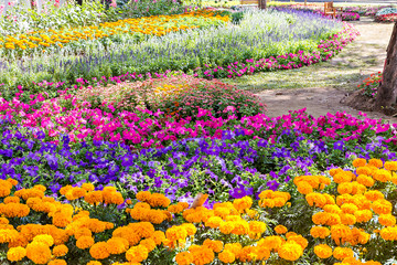 colorful flower in the garden
