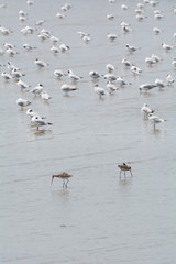 Two small bird finding food among the seagulls.