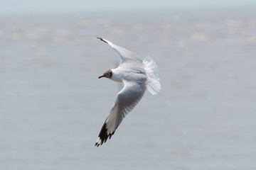 A seagull flying over the sea.