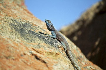 Southern Rock Agama lizard, Namibia, Africa