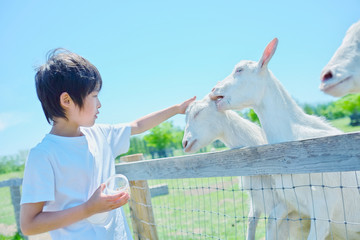 ヤギと子供 © makieni