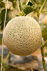 Melon