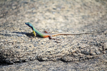 Flat Lizards, Augrabies National Park, South Africa