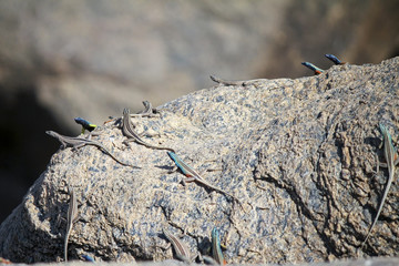 Flat Lizards, Augrabies National Park, South Africa