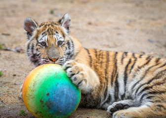 Fototapeta premium A small tiger cub playing with a ball in his enclosure at the big cat sanctuary. 